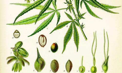 研究人员利用大麻发明大麻生物复合材料 或可用于汽车零部件及食品包装