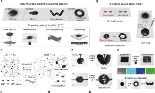 研究人员开发类似黏液的人工肌肉 可实时改变形状、自我修复和重复使用